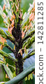 Cluster of black bean aphids covering a plant stem and flower buds, indicating a pest infestation on agricultural crops, with ants present for honeydew. 142811285