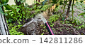 Garden hose discharging fresh water onto green plants and soil, providing essential irrigation for healthy growth and agriculture in a cultivated environment. 142811286