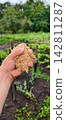 Hand holding a pile of wood sawdust, preparing to spread it as organic mulch on garden soil for healthy plant growth and soil enrichment. 142811287