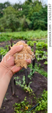 Hand holding a pile of wood sawdust, preparing to spread it as organic mulch on garden soil for healthy plant growth and soil enrichment. Hand holding a pile of wood sawdust, preparing to spread it as organic mulch on garden soil for healthy plant growth and soil enrichment. 142811287