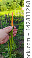 Hand holding a freshly harvested small orange carrot with green tops and leafy foliage, showcasing homegrown organic vegetables from a garden. 142811288