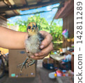 Chick standing in a person's hands, illustrating themes of animal care, new life, and traditional farm practices with agriculture and poultry farming. 142811289