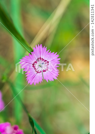 Beautiful hot pink carnation field flowers, Dianthus Campestris, close up, selected focus. Beautiful hot pink carnation field flowers, Dianthus Campestris, close up, selected focus. 142811341