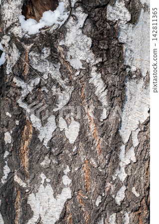 The texture of the birch bark. The texture of the birch bark. 142811365