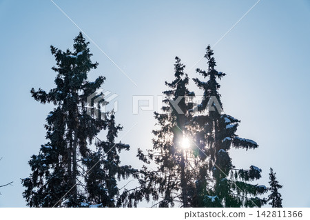 Green spruce branches with needles and cones against a blue sky in winter. Many cones on spruce. Fir tree. 142811366