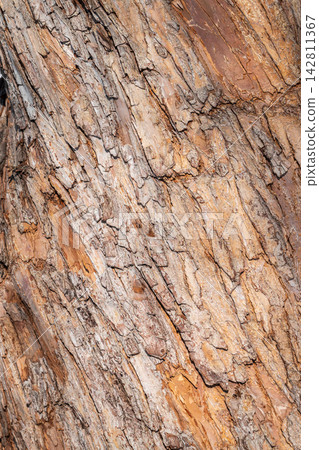The texture of the bark of an old apple tree The texture of the bark of an old apple tree 142811367