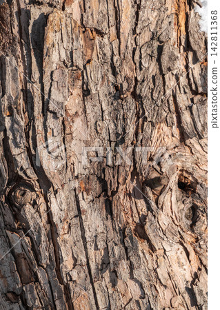 The texture of the bark of an old apple tree The texture of the bark of an old apple tree 142811368