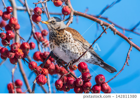 Fieldfare sitting on the bush and feeding on wild red apples in winter or early spring time. Fieldfare sitting on the bush and feeding on wild red apples in winter or early spring time. 142811380
