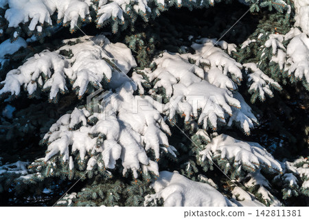 Green fir branches in winter covered with snow Green fir branches in winter covered with snow 142811381