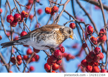 Fieldfare sitting on the bush and feeding on wild red apples in winter or early spring time. Fieldfare sitting on the bush and feeding on wild red apples in winter or early spring time. 142811384