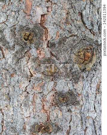 Bark texture and background of a old fir tree trunk. Detailed bark texture. Natural background Bark texture and background of a old fir tree trunk. Detailed bark texture. Natural background 142811394