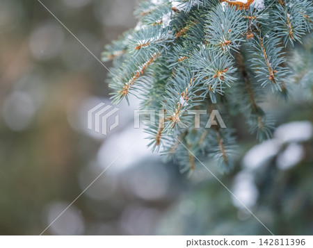 Green fir branches in winter covered with snow Green fir branches in winter covered with snow 142811396