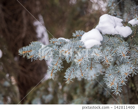 Green fir branches in winter covered with snow 142811400