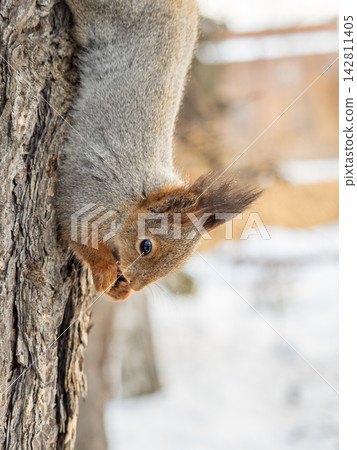 Squirrel sitting upside down on a tree trunk. The squirrel hangs upside down on a tree against colorful blurred background. Close-up. Squirrel sitting upside down on a tree trunk. The squirrel hangs upside down on a tree against colorful blurred background. Close-up. 142811405