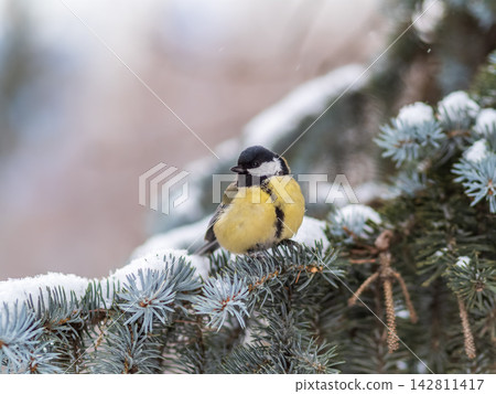 Cute bird Great tit, songbird sitting on the fir branch with snow in winter Cute bird Great tit, songbird sitting on the fir branch with snow in winter 142811417