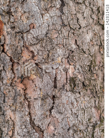Bark texture and background of a old fir tree trunk. Detailed bark texture. Natural background Bark texture and background of a old fir tree trunk. Detailed bark texture. Natural background 142811418