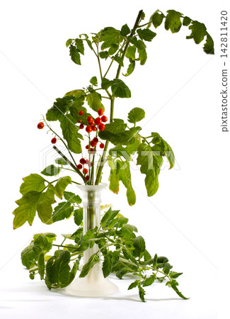 Tomato branch with lily of the valley berries in a glass vase on a white background Tomato branch with lily of the valley berries in a glass vase on a white background 142811420