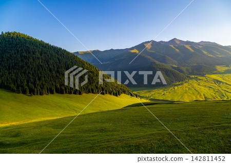 Majestic evergreen forest and rolling meadows in Kyrgyzstan Majestic evergreen forest and rolling meadows in Kyrgyzstan 142811452
