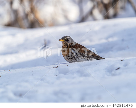 Fieldfare, Turdus pilaris, sitting on snow in winter looking for food. Fieldfare, Turdus pilaris, sitting on snow in winter looking for food. 142811476