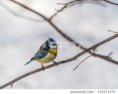 Cute bird, Eurasian blue tit, songbird sitting on a branch without leaves in the autumn or winter 142811479