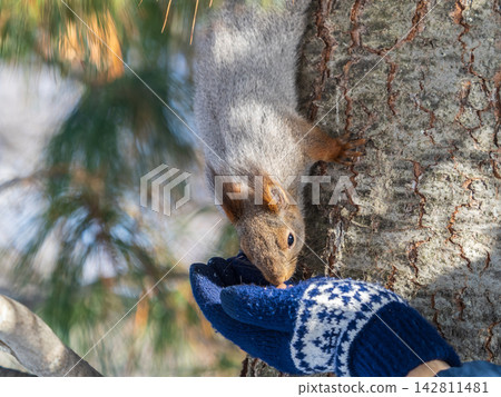 Squirrel eats nuts from a man's hand. Caring for animals in winter or autumn. Squirrel eats nuts from a man's hand. Caring for animals in winter or autumn. 142811481