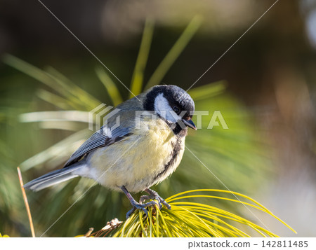 Cute bird Great tit, songbird sitting on the fir branch Cute bird Great tit, songbird sitting on the fir branch 142811485