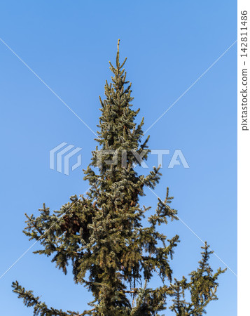 Green spruce branches with needles and cones against a blue sky in winter. Many cones on spruce. Fir tree. Green spruce branches with needles and cones against a blue sky in winter. Many cones on spruce. Fir tree. 142811486