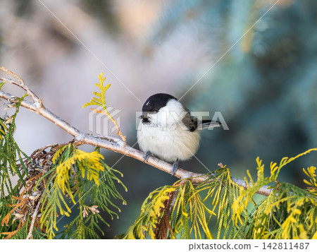 Cute bird the willow tit, song bird sitting on a branch without leaves in the winter. 142811487