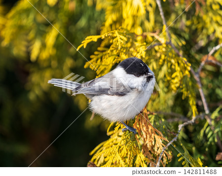 Cute bird the willow tit, song bird sitting on a branch without leaves in the winter. 142811488