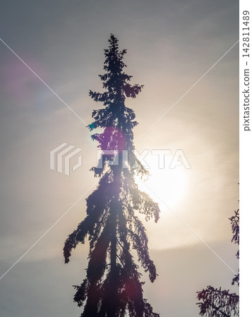 Green spruce branches with needles and cones against a blue sky in winter. Many cones on spruce. Fir tree. Green spruce branches with needles and cones against a blue sky in winter. Many cones on spruce. Fir tree. 142811489