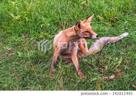 Close up of a red fox Vulpes vulpes, sitting on a path in the forest. Close up of a red fox Vulpes vulpes, sitting on a path in the forest. 142811491