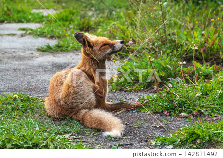 Close up of a red fox Vulpes vulpes, sitting on a path in the forest. Close up of a red fox Vulpes vulpes, sitting on a path in the forest. 142811492