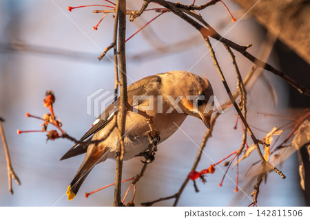Bohemian Waxwing, Bombycilla garrulus, sitting on the bush and feeding on wild red apples in winter or early spring time. Bohemian Waxwing, Bombycilla garrulus, sitting on the bush and feeding on wild red apples in winter or early spring time. 142811506