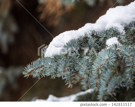 Green fir branches in winter covered with snow Green fir branches in winter covered with snow 142811517