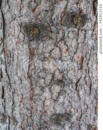 Bark texture and background of a old fir tree trunk. Detailed bark texture. Natural background Bark texture and background of a old fir tree trunk. Detailed bark texture. Natural background 142811518