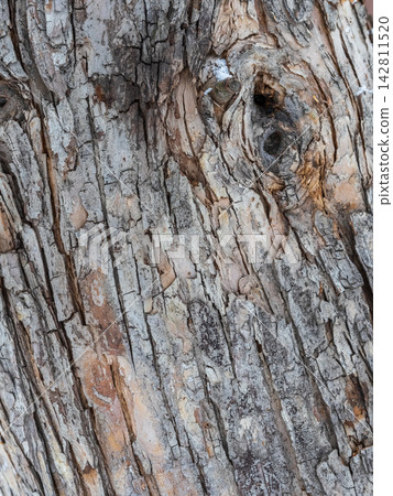 The texture of the bark of an old apple tree 142811520