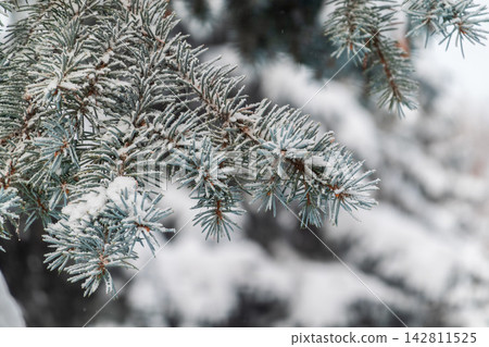 Green fir branches in winter covered with snow 142811525