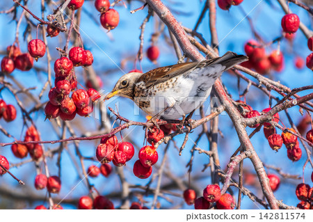 Fieldfare sitting on the bush and feeding on wild red apples in winter or early spring time. Fieldfare sitting on the bush and feeding on wild red apples in winter or early spring time. 142811574