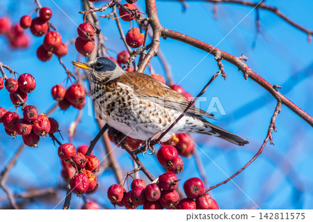 Fieldfare sitting on the bush and feeding on wild red apples in winter or early spring time. Fieldfare sitting on the bush and feeding on wild red apples in winter or early spring time. 142811575