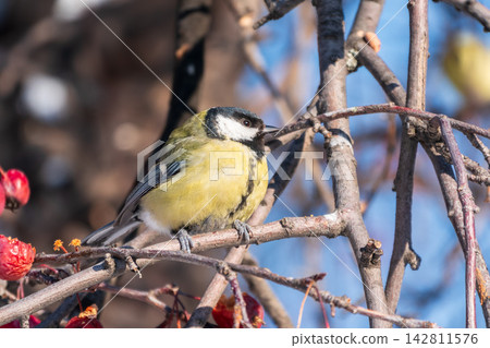 Cute bird Great tit, songbird sitting on a branch without leaves in the autumn or winter. Cute bird Great tit, songbird sitting on a branch without leaves in the autumn or winter. 142811576