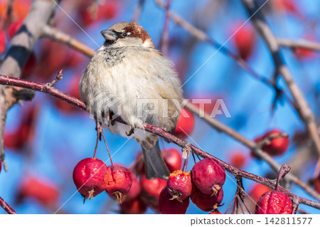 Sparrow sits on a branch without leaves. Sparrow sits on a branch without leaves. 142811577