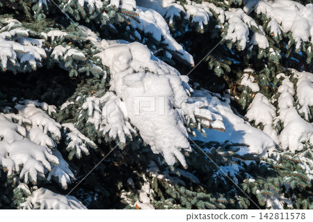 Green fir branches in winter covered with snow 142811578
