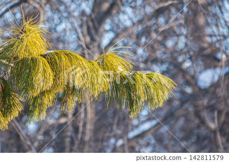 Cedar branches with long fluffy needles with a beautiful blurry background. Cedar branches with long fluffy needles with a beautiful blurry background. 142811579