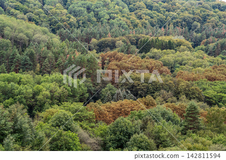 Summer Mountains Landscape with Green forest. Summer Mountains Landscape with Green forest. 142811594