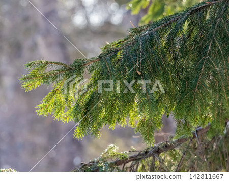 Background of green spruce branches in sunset light Background of green spruce branches in sunset light 142811667