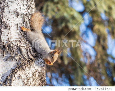 Squirrel sitting upside down on a tree trunk. The squirrel hangs upside down on a tree against colorful blurred background. Close-up. Squirrel sitting upside down on a tree trunk. The squirrel hangs upside down on a tree against colorful blurred background. Close-up. 142811670