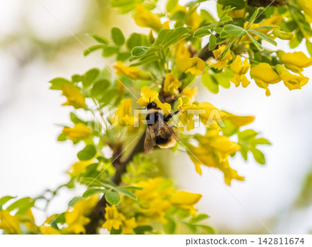 A bee collects nectar on a yellow acacia. Acacia tree branch with green leaves and yellow flowers. A bee collects nectar on a yellow acacia. Acacia tree branch with green leaves and yellow flowers. 142811674