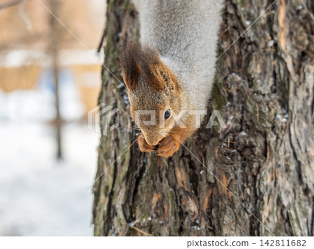 Squirrel sitting upside down on a tree trunk. The squirrel hangs upside down on a tree against colorful blurred background. Close-up. Squirrel sitting upside down on a tree trunk. The squirrel hangs upside down on a tree against colorful blurred background. Close-up. 142811682