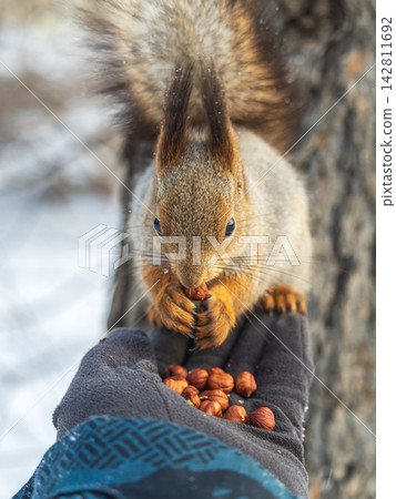 Squirrel eats nuts from a man's hand. Caring for animals in winter or autumn. Squirrel eats nuts from a man's hand. Caring for animals in winter or autumn. 142811692