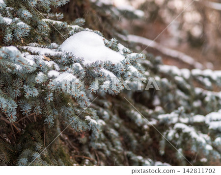 Green fir branches in winter covered with snow Green fir branches in winter covered with snow 142811702